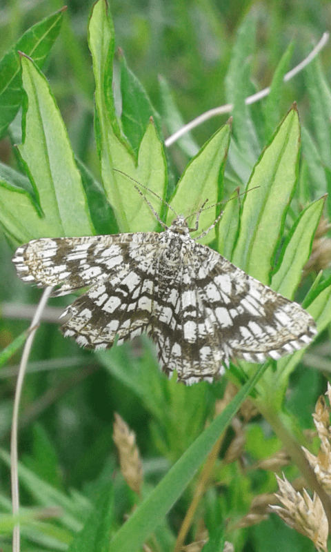 Chiasmia clathrata (Geometridae)?